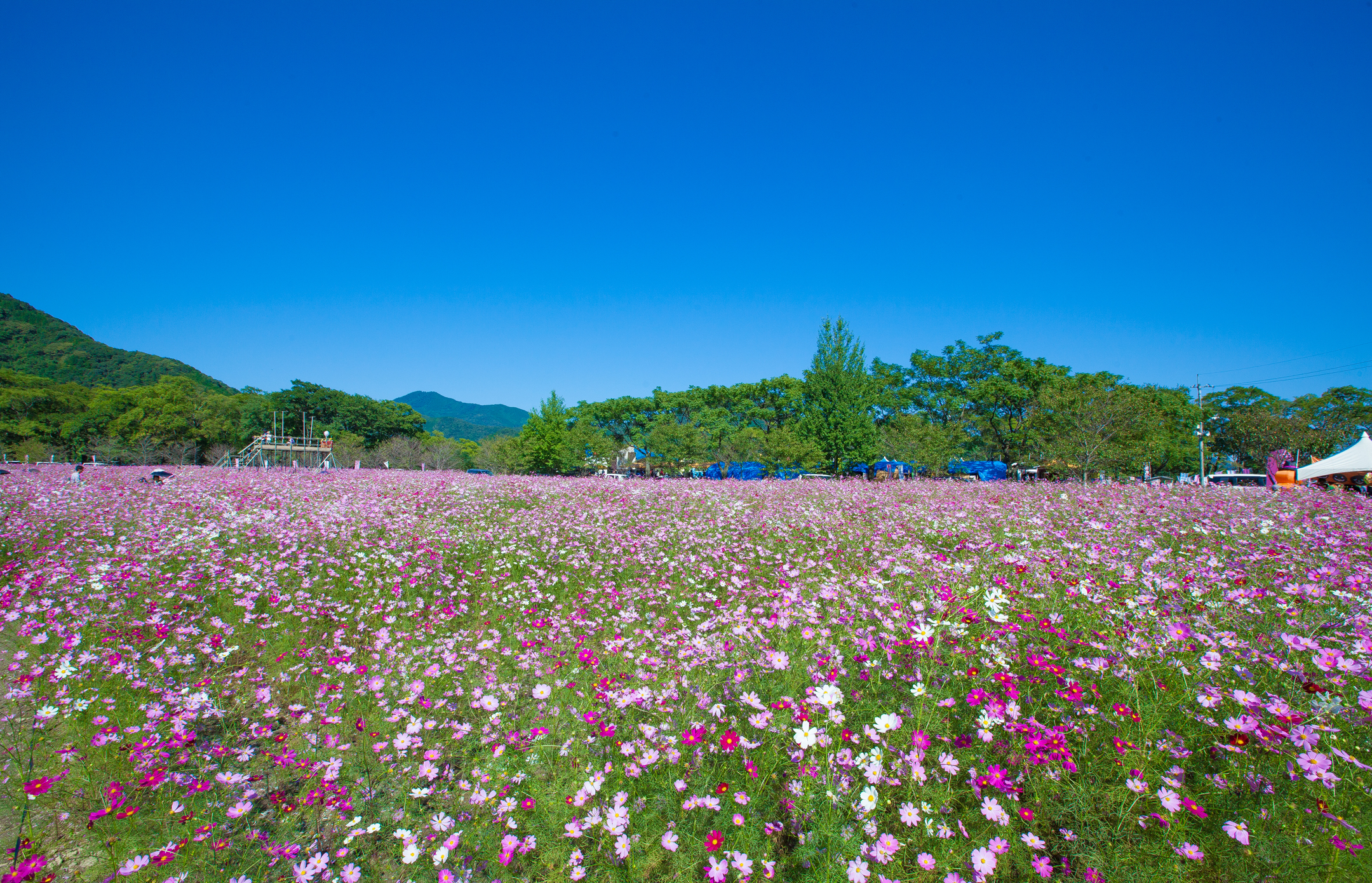 越知町コスモスまつり