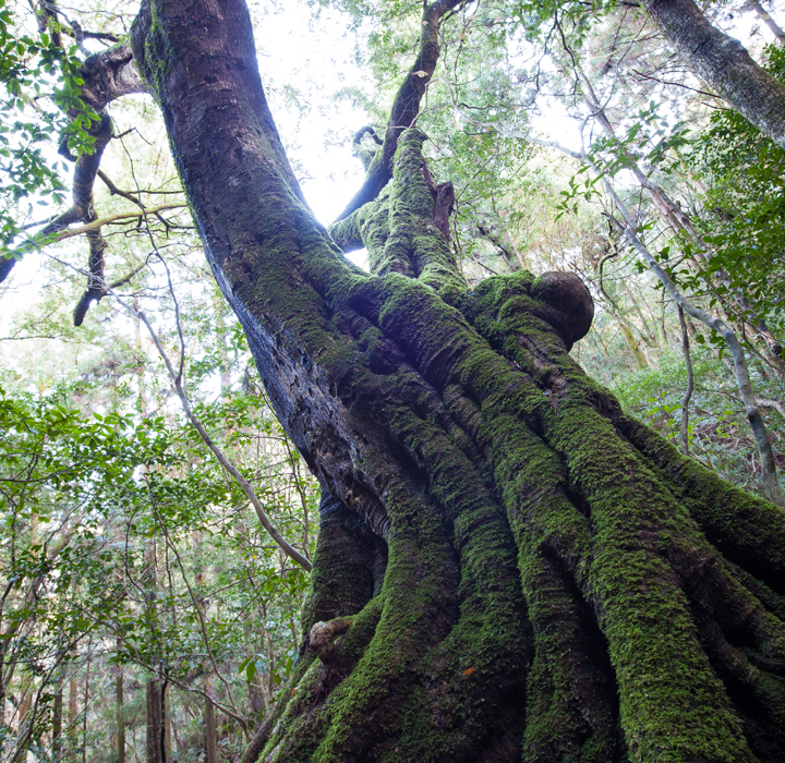 高知県 越知町 横倉山 トレッキング ツアー