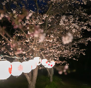 高知県 越知町 ぼんぼり桜まつり