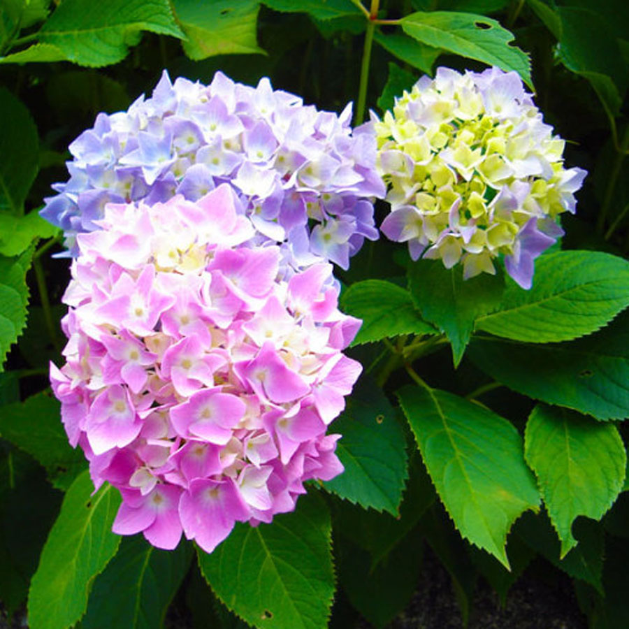 高知県 越知町 日ノ浦あじさい街道