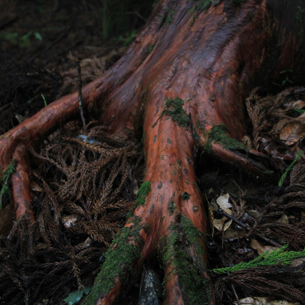 高知県 越知町 横倉山 修験の道 日本最古級の地質 植物の宝庫 平家伝説
