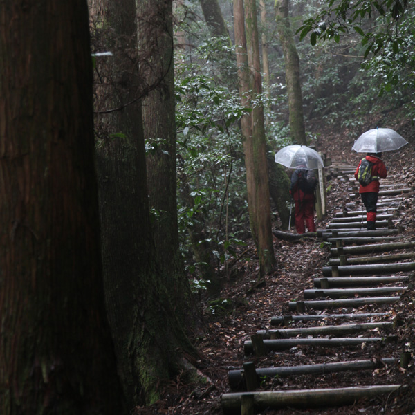 高知県 越知町 横倉山 修験の道 日本最古級の地質 植物の宝庫 平家伝説