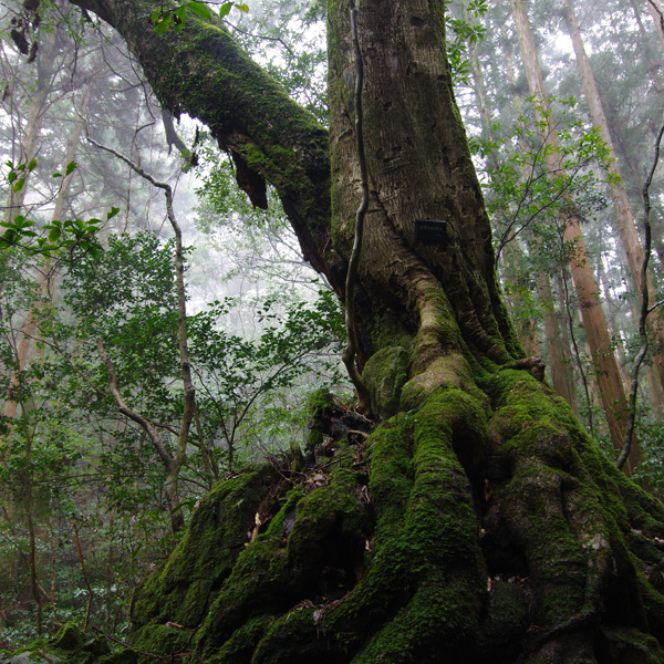 高知県 越知町 横倉山 修験の道 日本最古級の地質 植物の宝庫 平家伝説